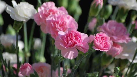 How to Grow and Care for Carnation (Complete .